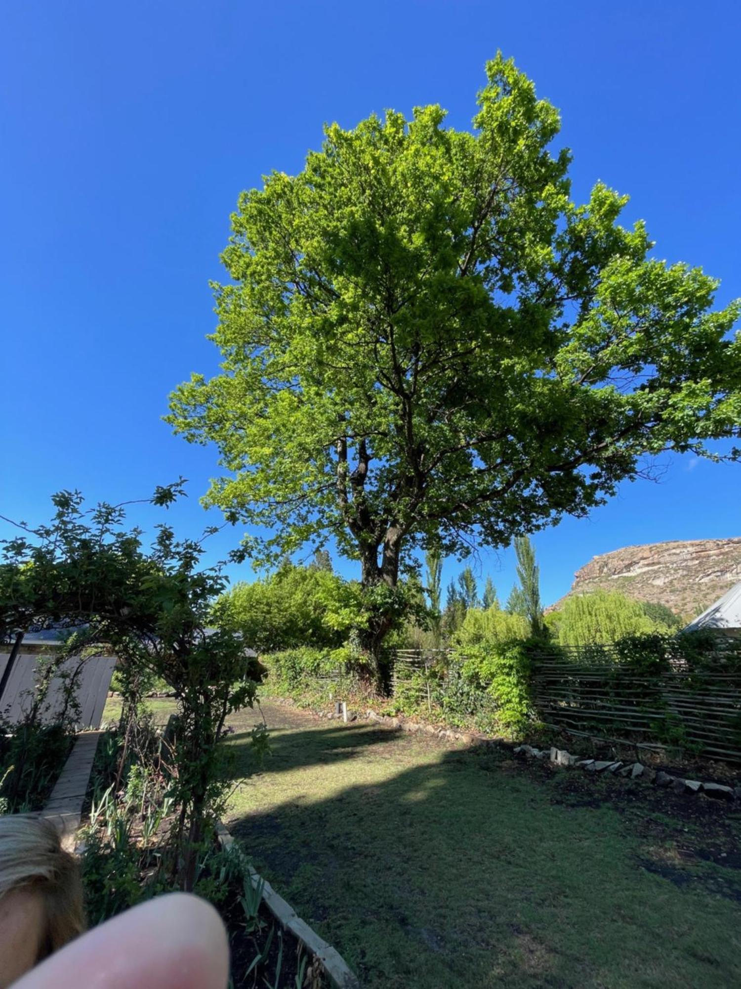 Periwinkle, Grove ,Acorn & Sage Cottages クラレンス エクステリア 写真