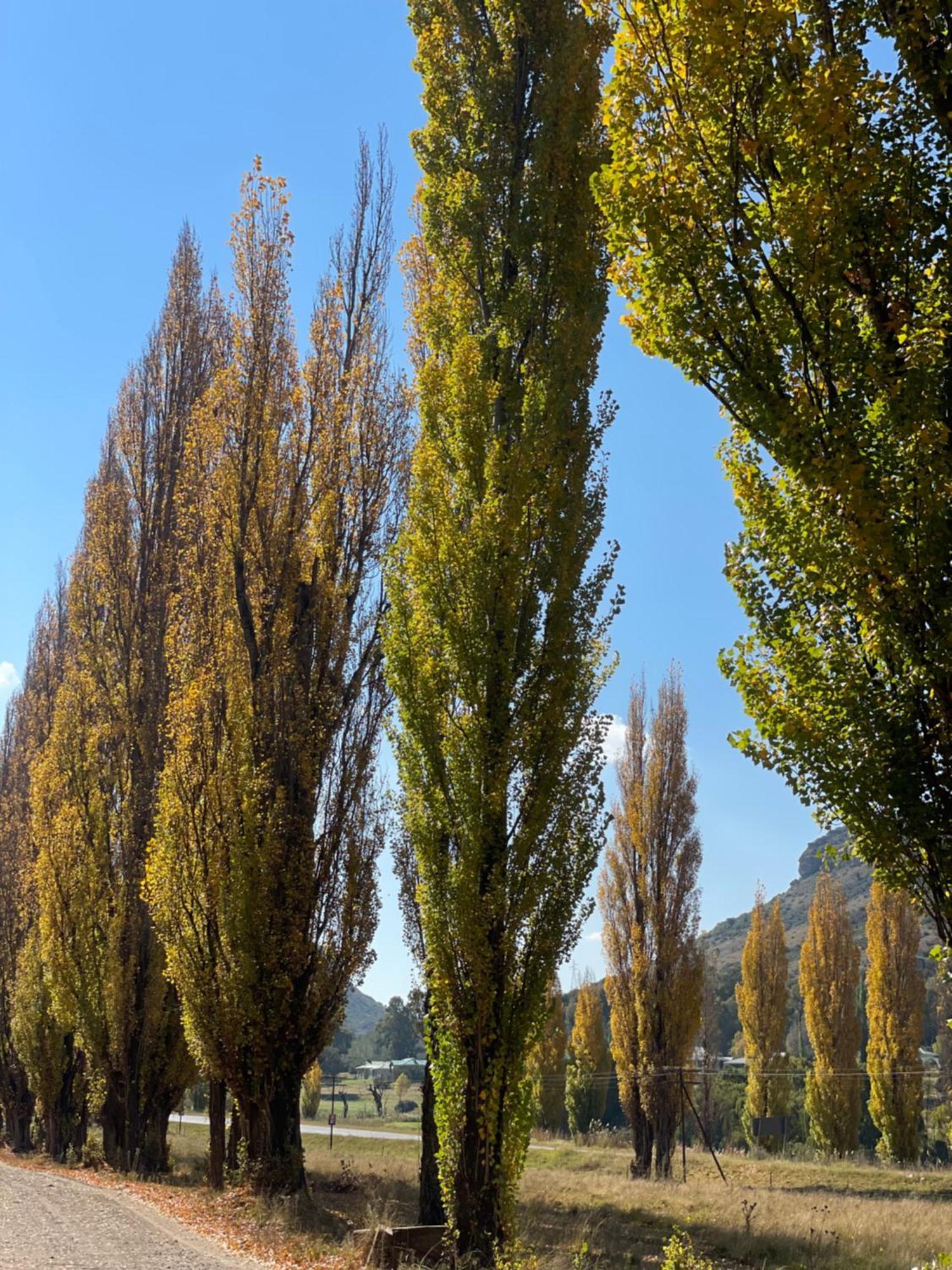 Periwinkle, Grove ,Acorn & Sage Cottages クラレンス エクステリア 写真
